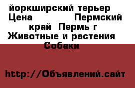 йоркширский терьер  › Цена ­ 15 000 - Пермский край, Пермь г. Животные и растения » Собаки   